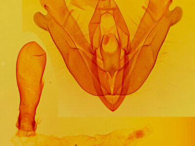 genitalia view of adult Acronicta hamamelis