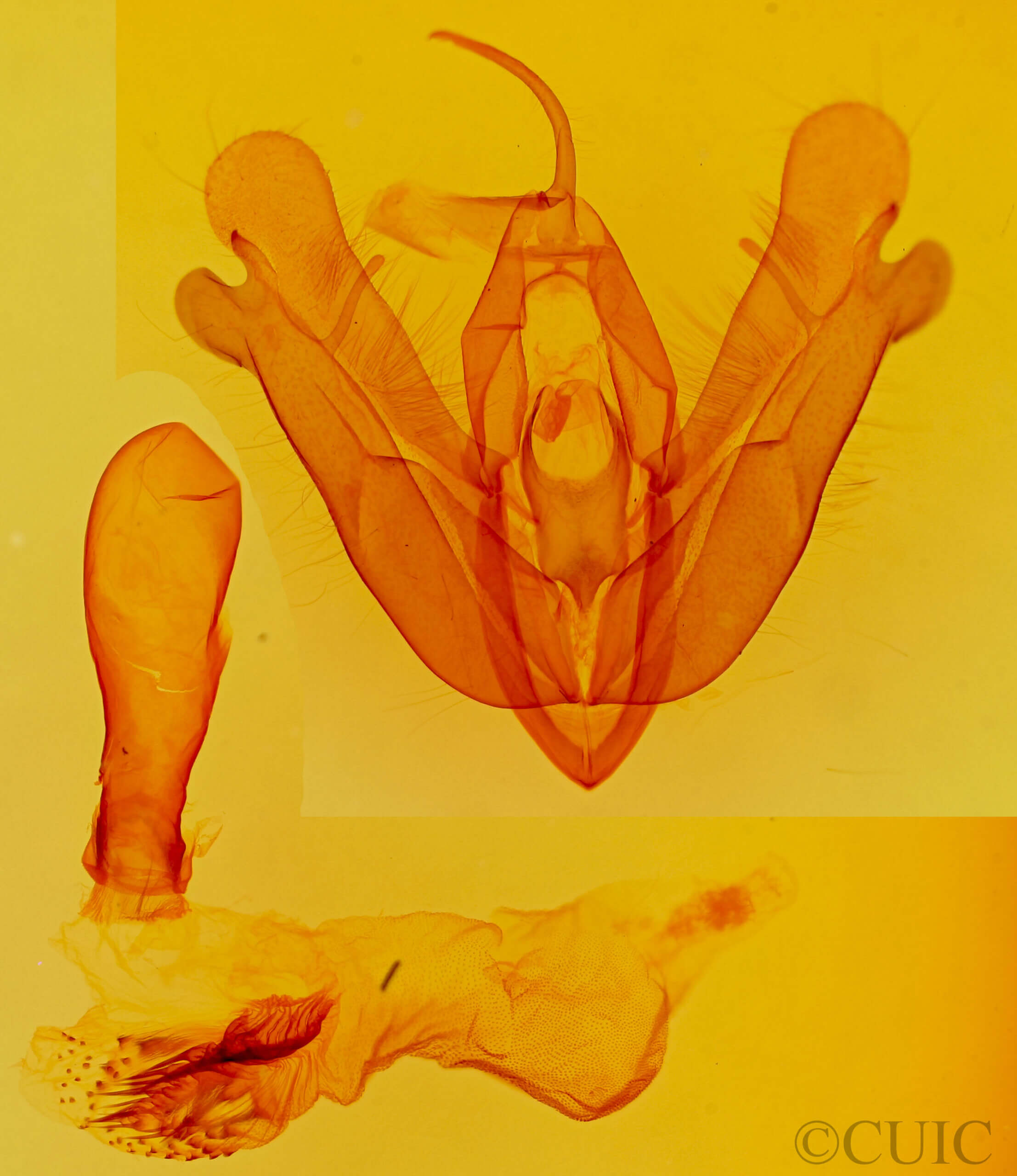 genitalia view of adult Acronicta hamamelis