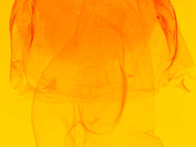 genitalia view of adult Acronicta hamamelis