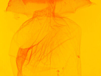 genitalia view of adult Acronicta afflicta