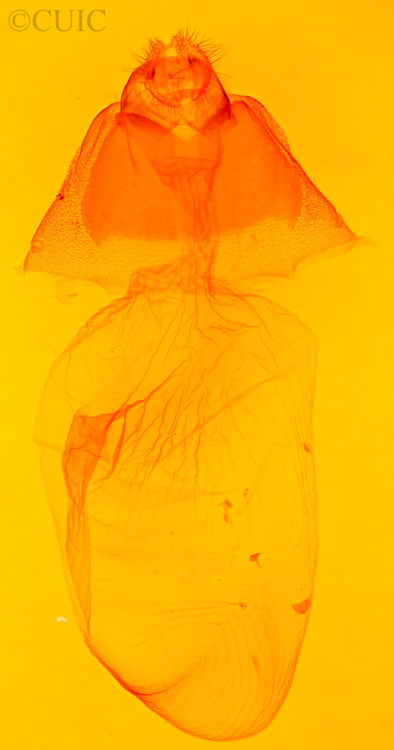 genitalia view of adult Acronicta afflicta