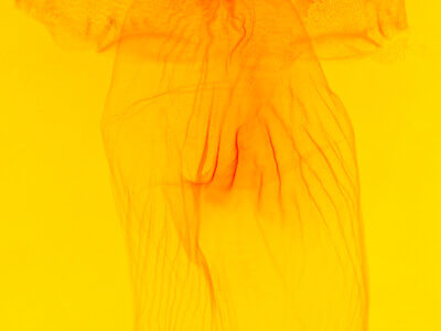 genitalia view of adult Acronicta brumosa