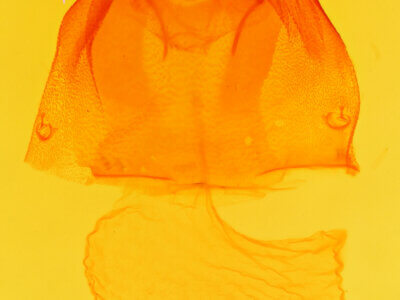 genitalia view of adult Acronicta albarufa