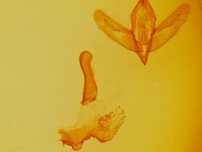 genitalia view of adult Acronicta ovata