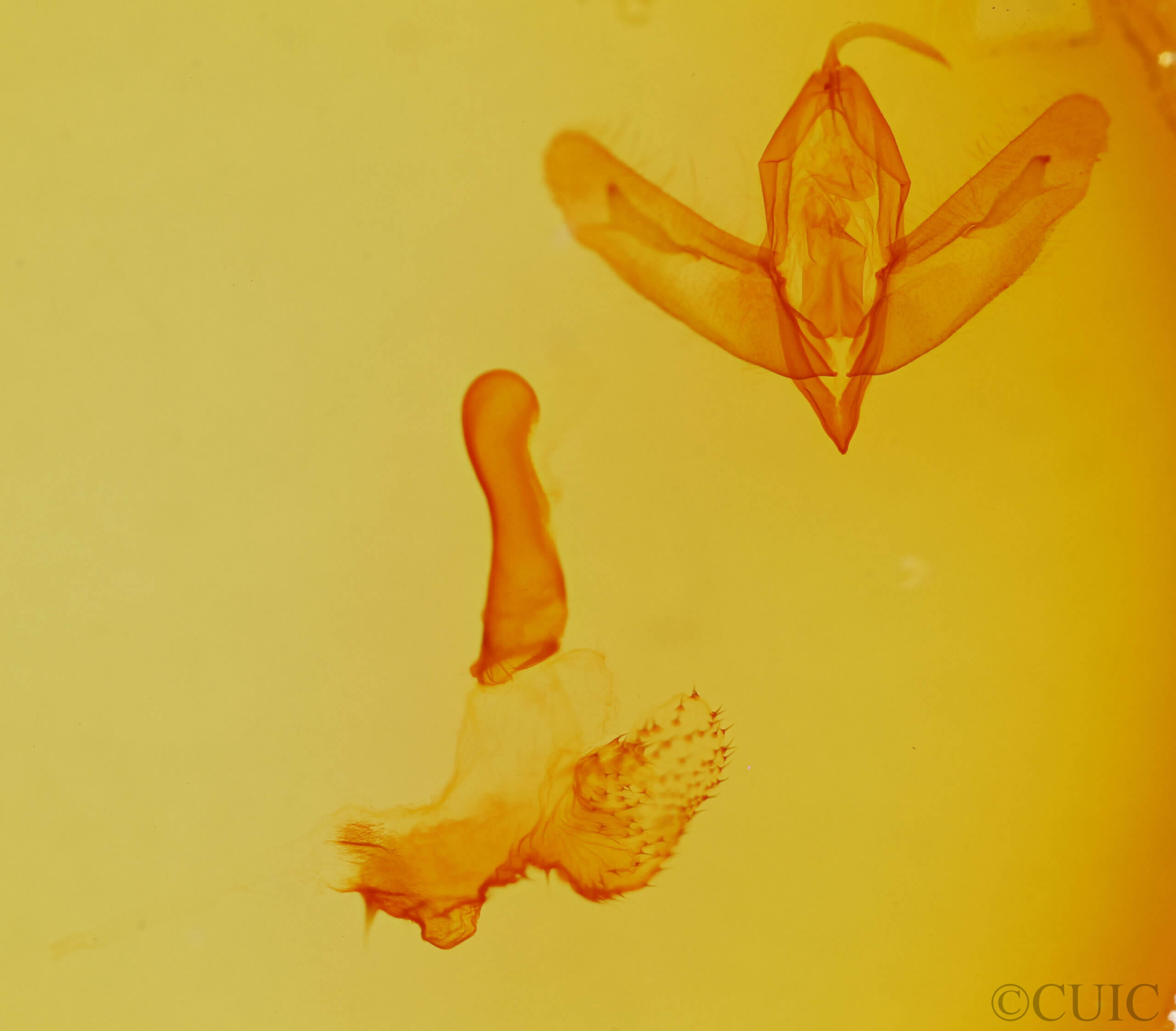 genitalia view of adult Acronicta ovata