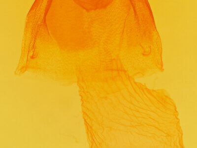 genitalia view of adult Acronicta ovata