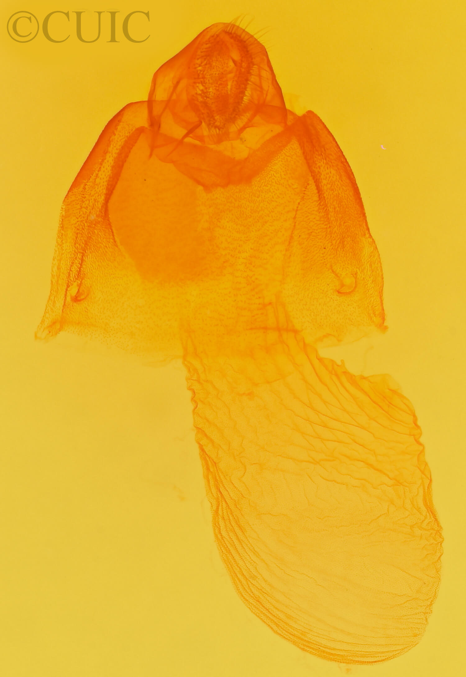 genitalia view of adult Acronicta ovata