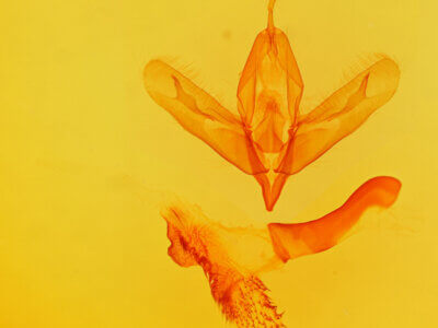 genitalia view of adult Acronicta haesitata