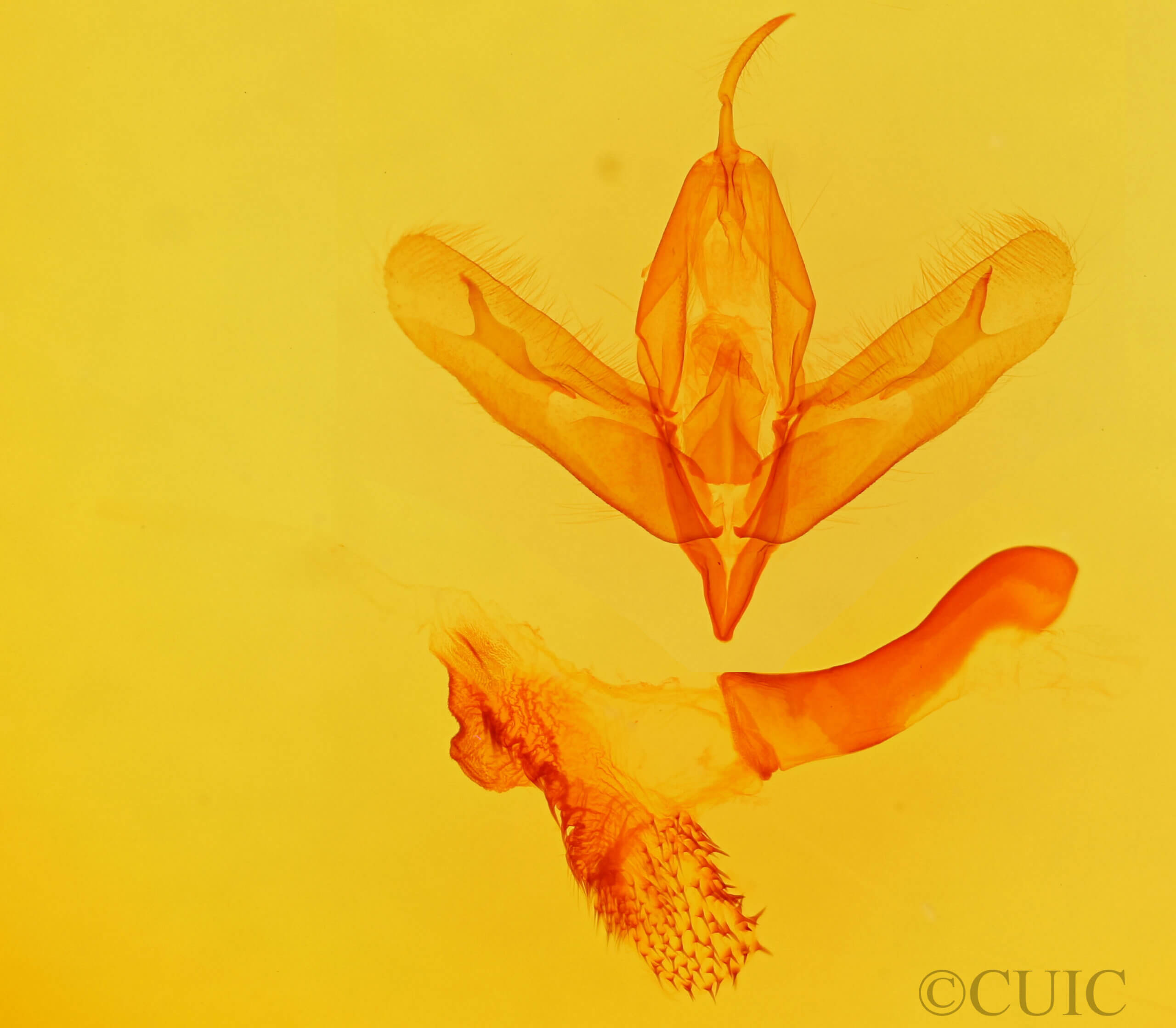 genitalia view of adult Acronicta haesitata