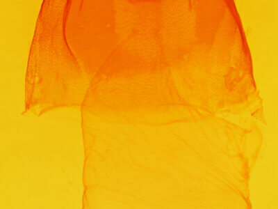 genitalia view of adult Acronicta haesitata (immodica?)