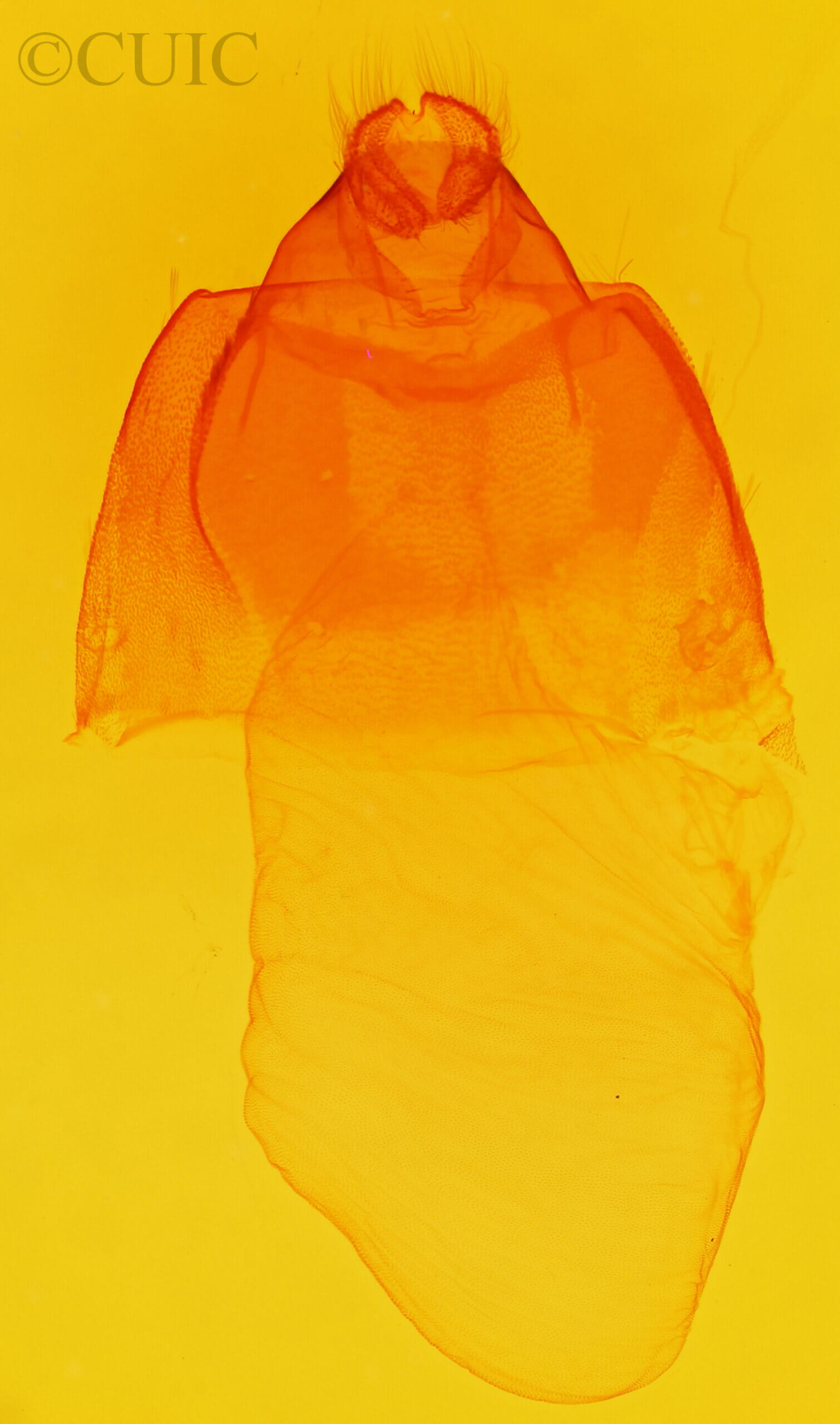 genitalia view of adult Acronicta haesitata (immodica?)