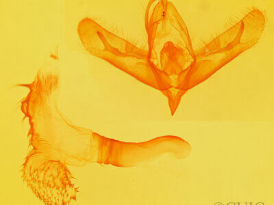 genitalia view of adult Acronicta tristis