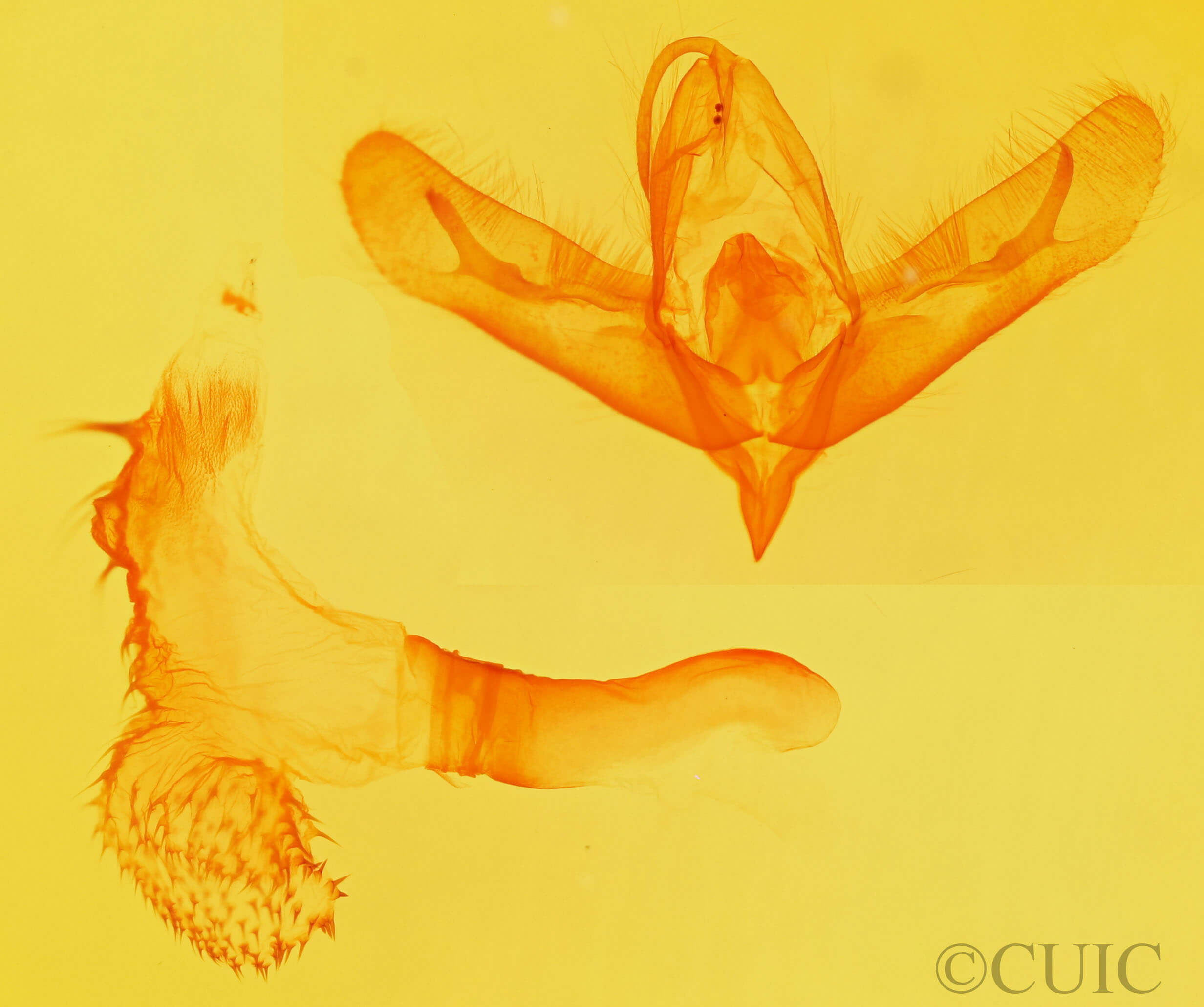 genitalia view of adult Acronicta tristis