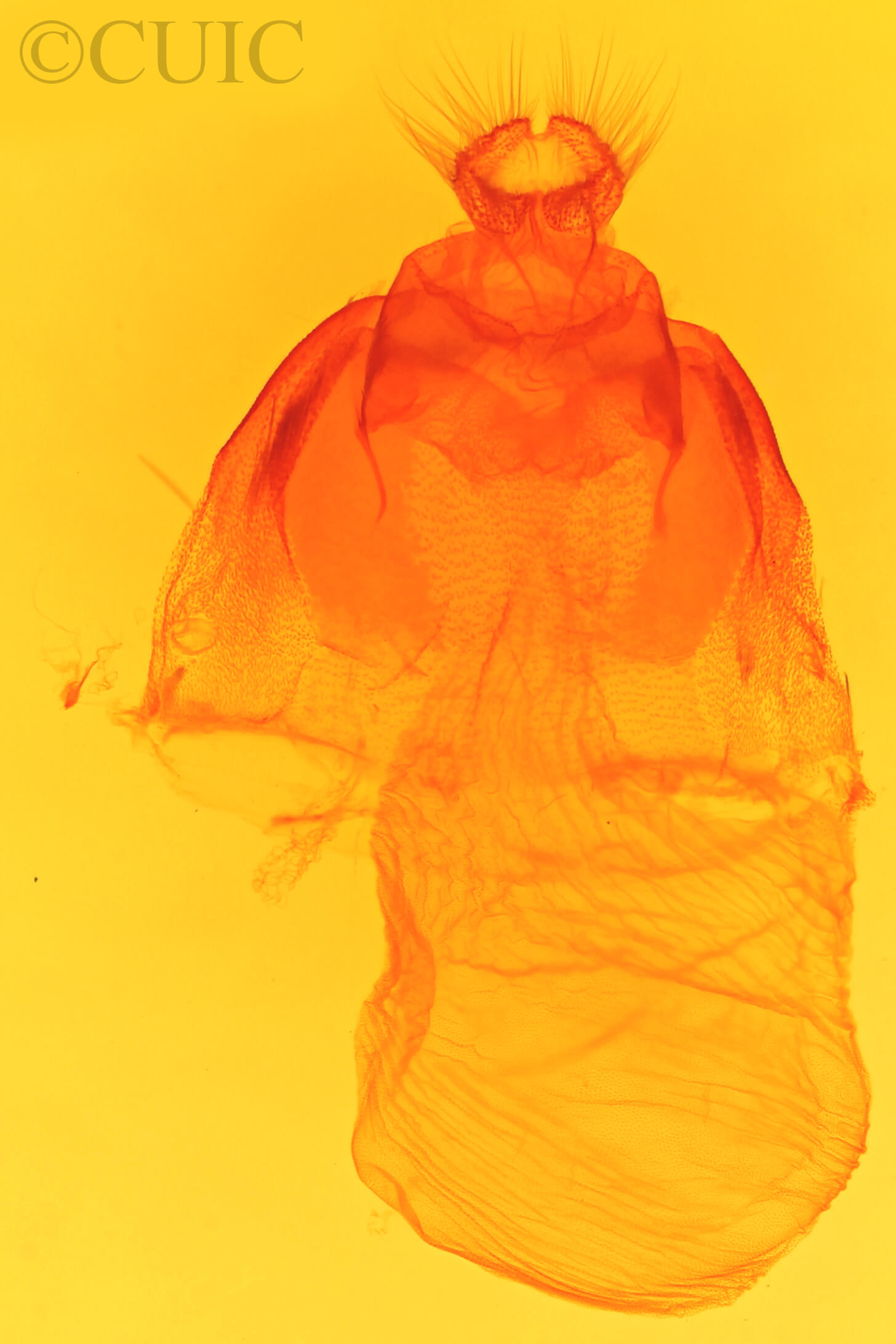 genitalia view of adult Acronicta tristis