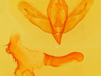 genitalia view of adult Acronicta increta