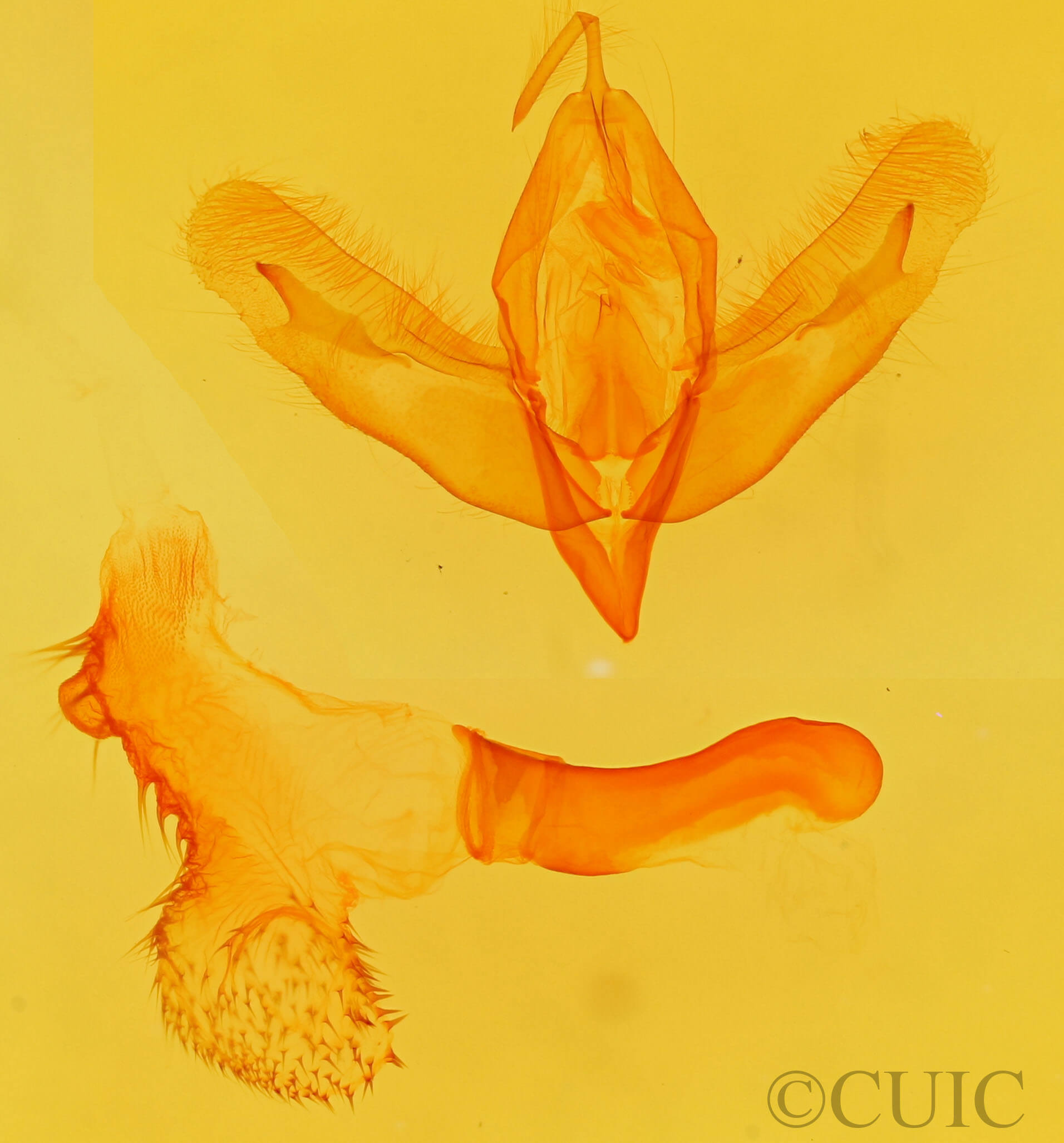 genitalia view of adult Acronicta increta