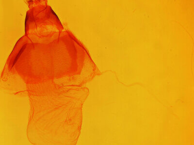 genitalia view of adult Acronicta increta