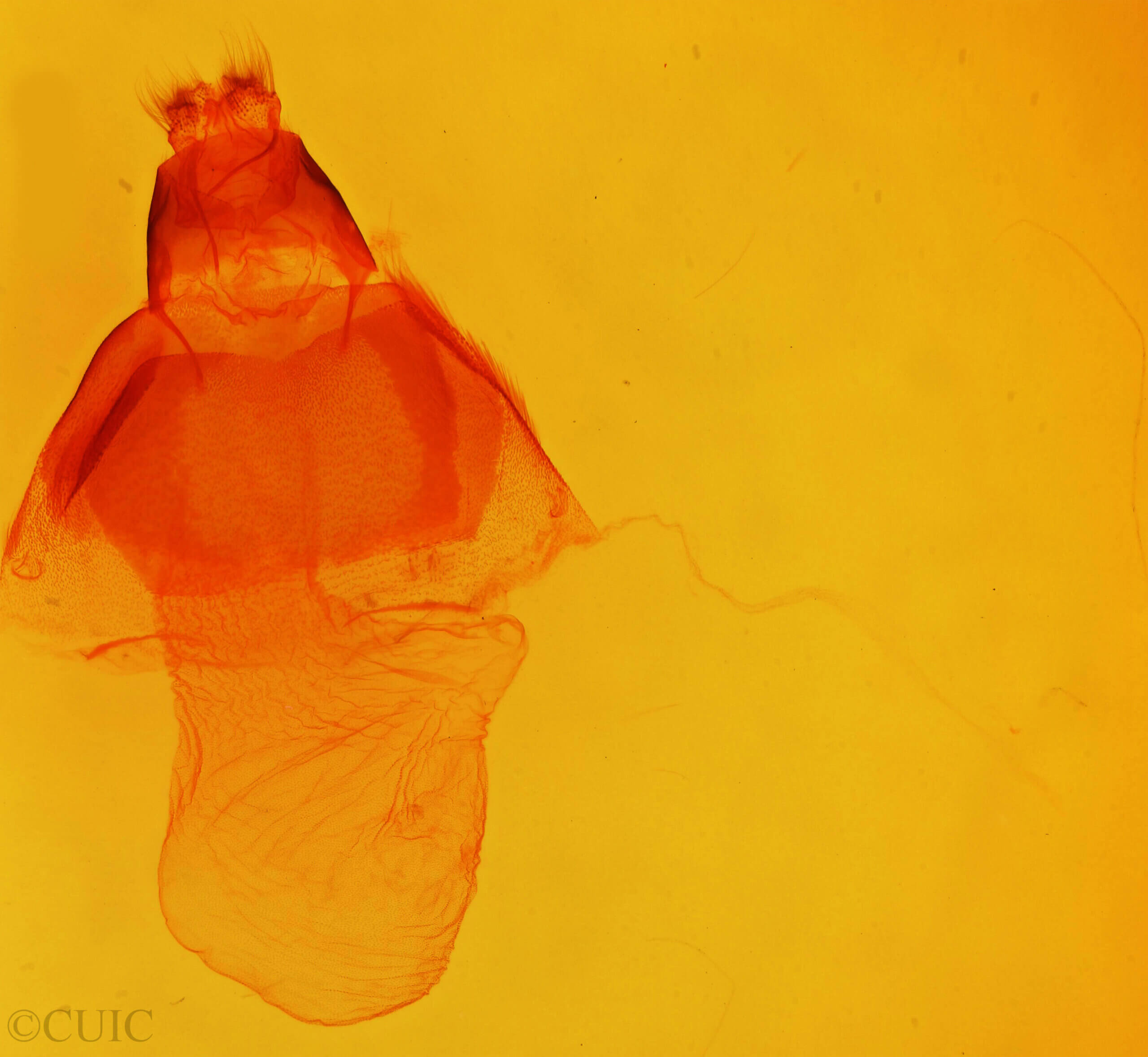 genitalia view of adult Acronicta increta