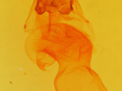 genitalia view of adult Acronicta retardata