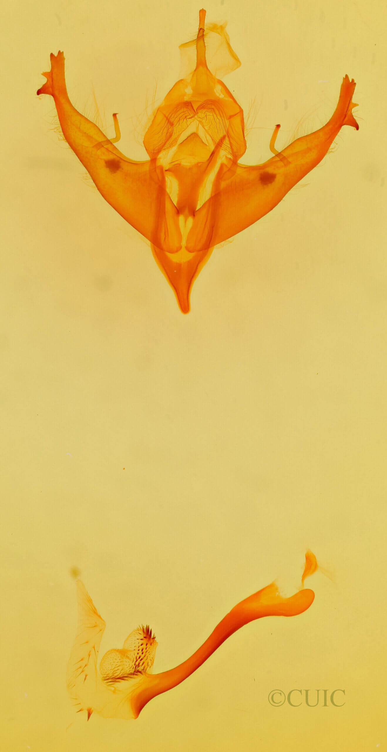 genitalia view of adult Polygrammate hebraeicum