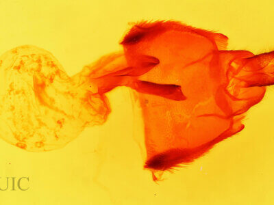 genitalia view of adult Polygrammate hebraeicum