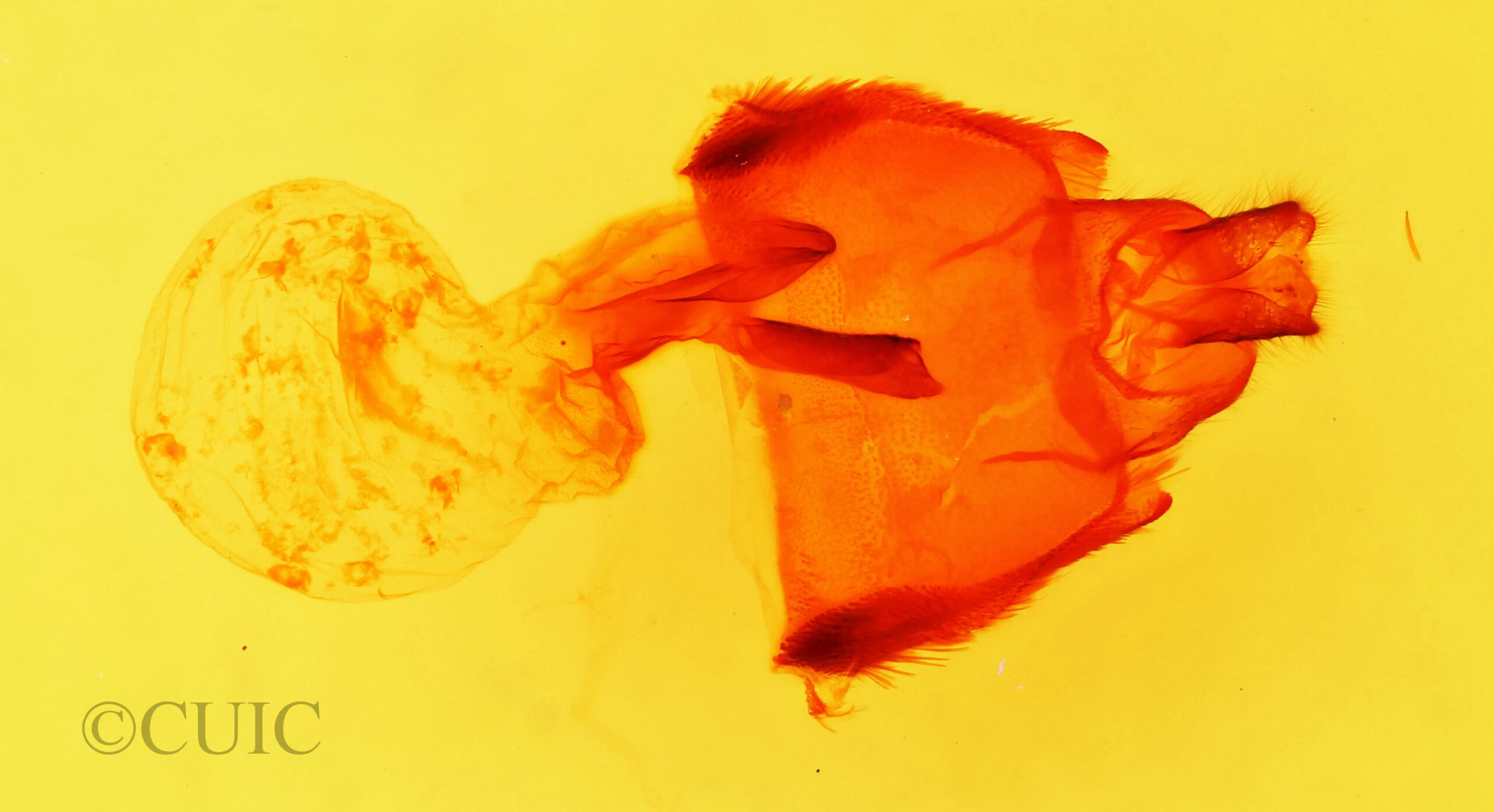 genitalia view of adult Polygrammate hebraeicum