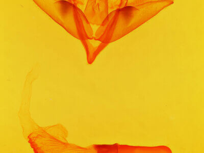 genitalia view of adult Acronicta impleta