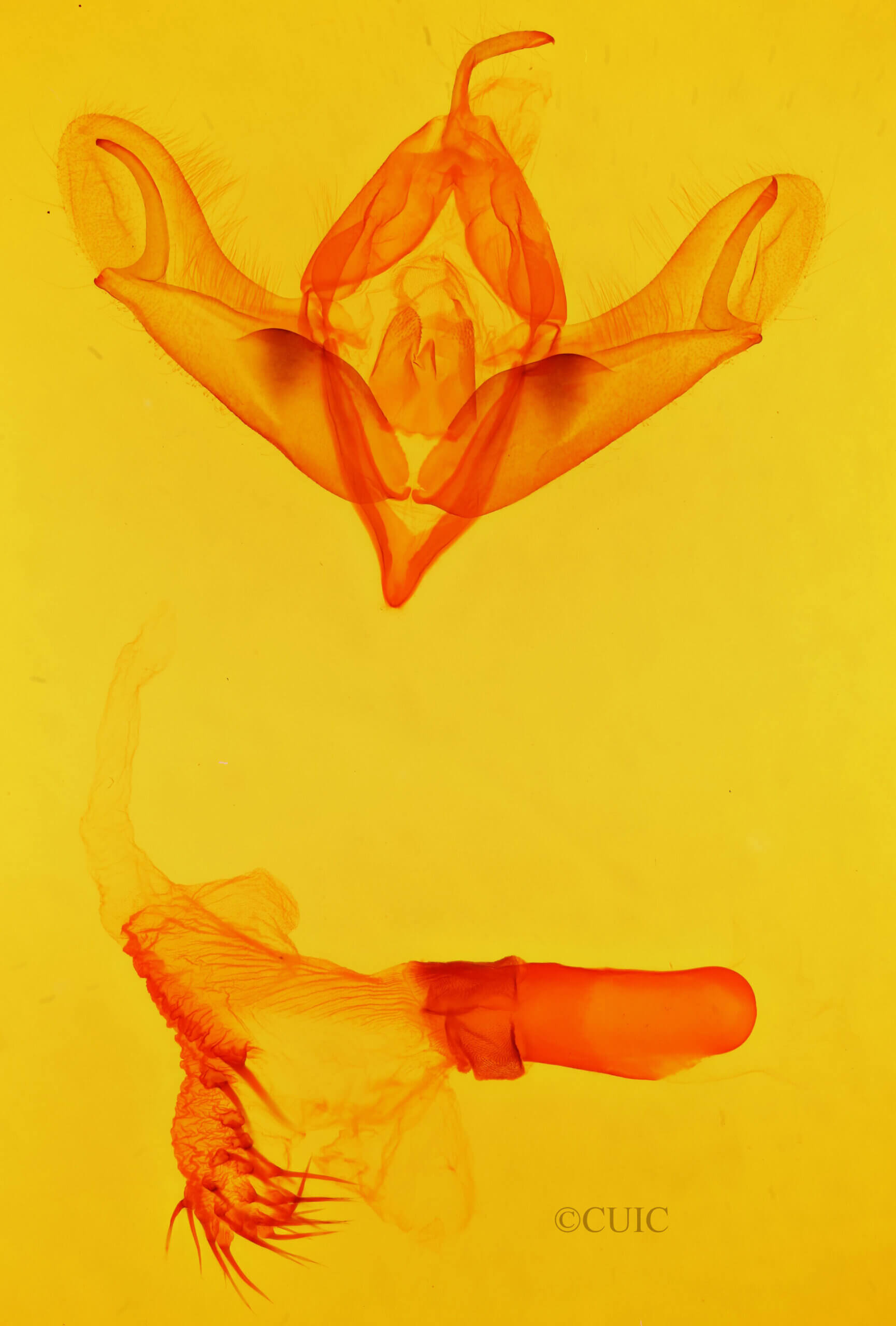 genitalia view of adult Acronicta impleta