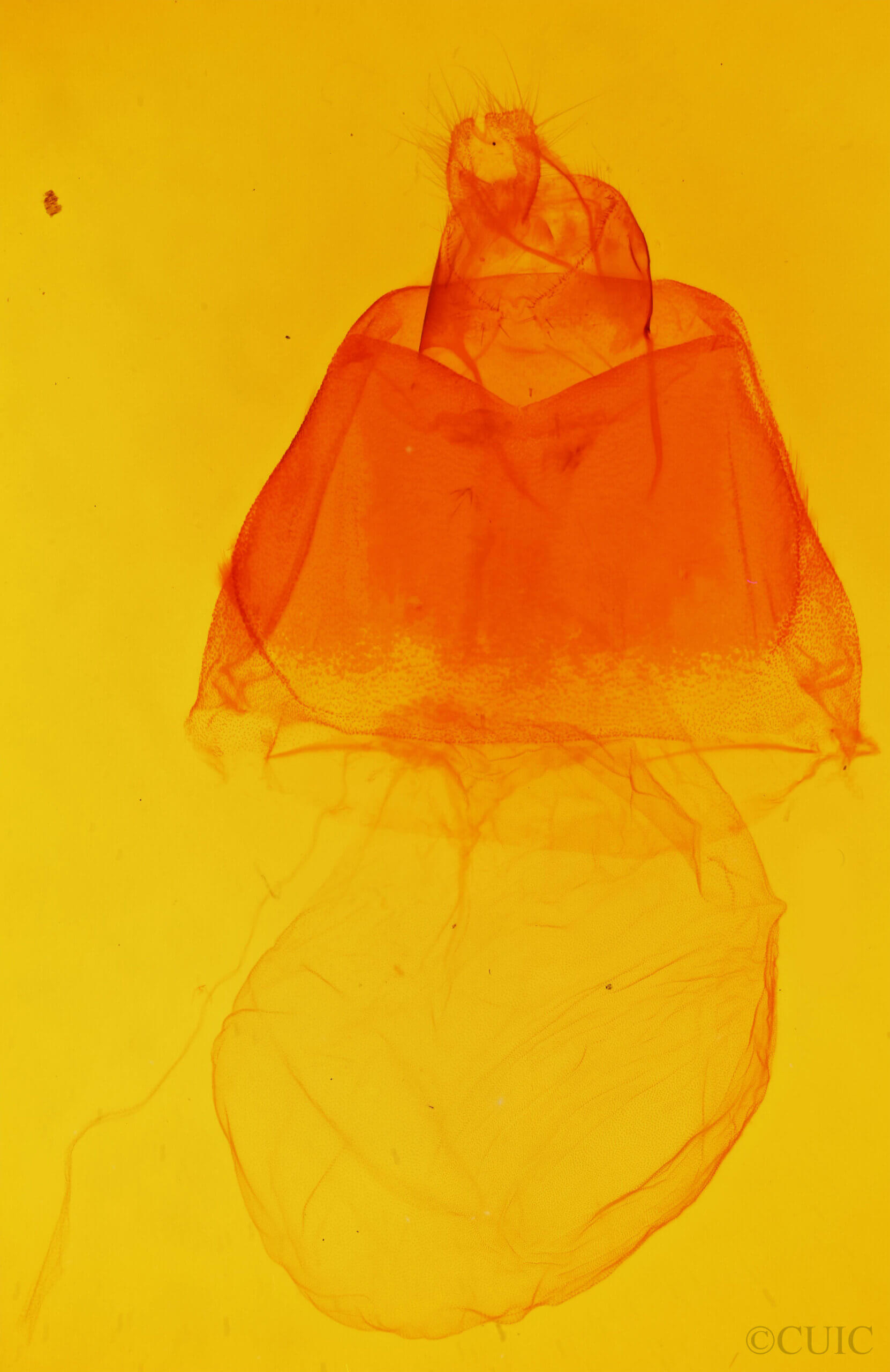 genitalia view of adult Acronicta impleta