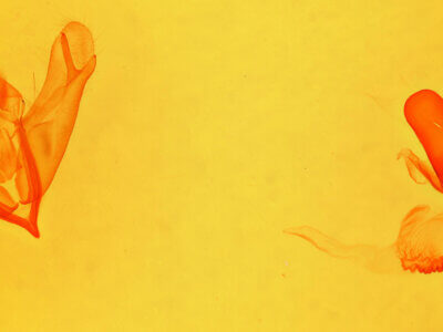 genitalia view of adult Acronicta noctivaga