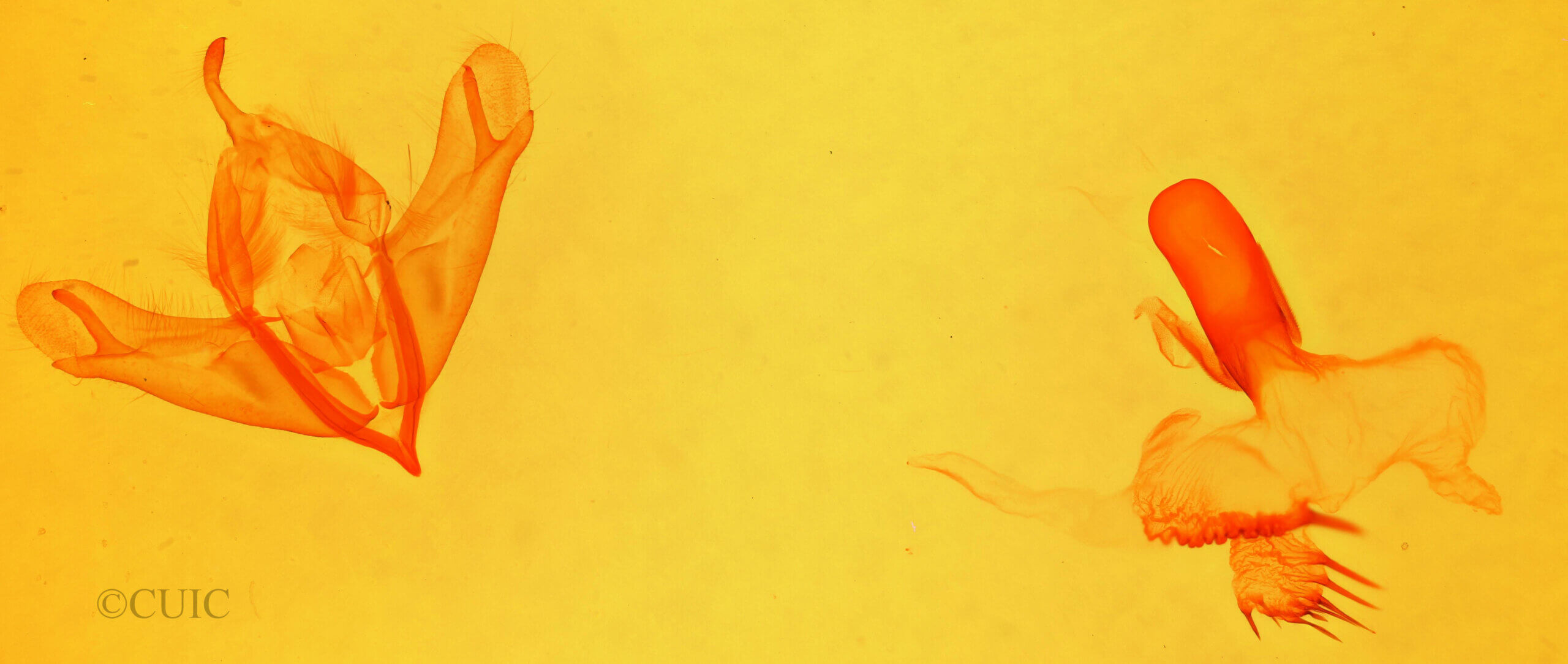 genitalia view of adult Acronicta noctivaga