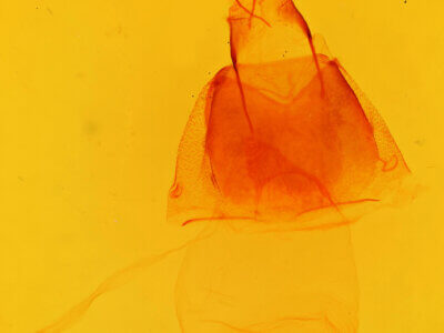 genitalia view of adult Acronicta noctivaga