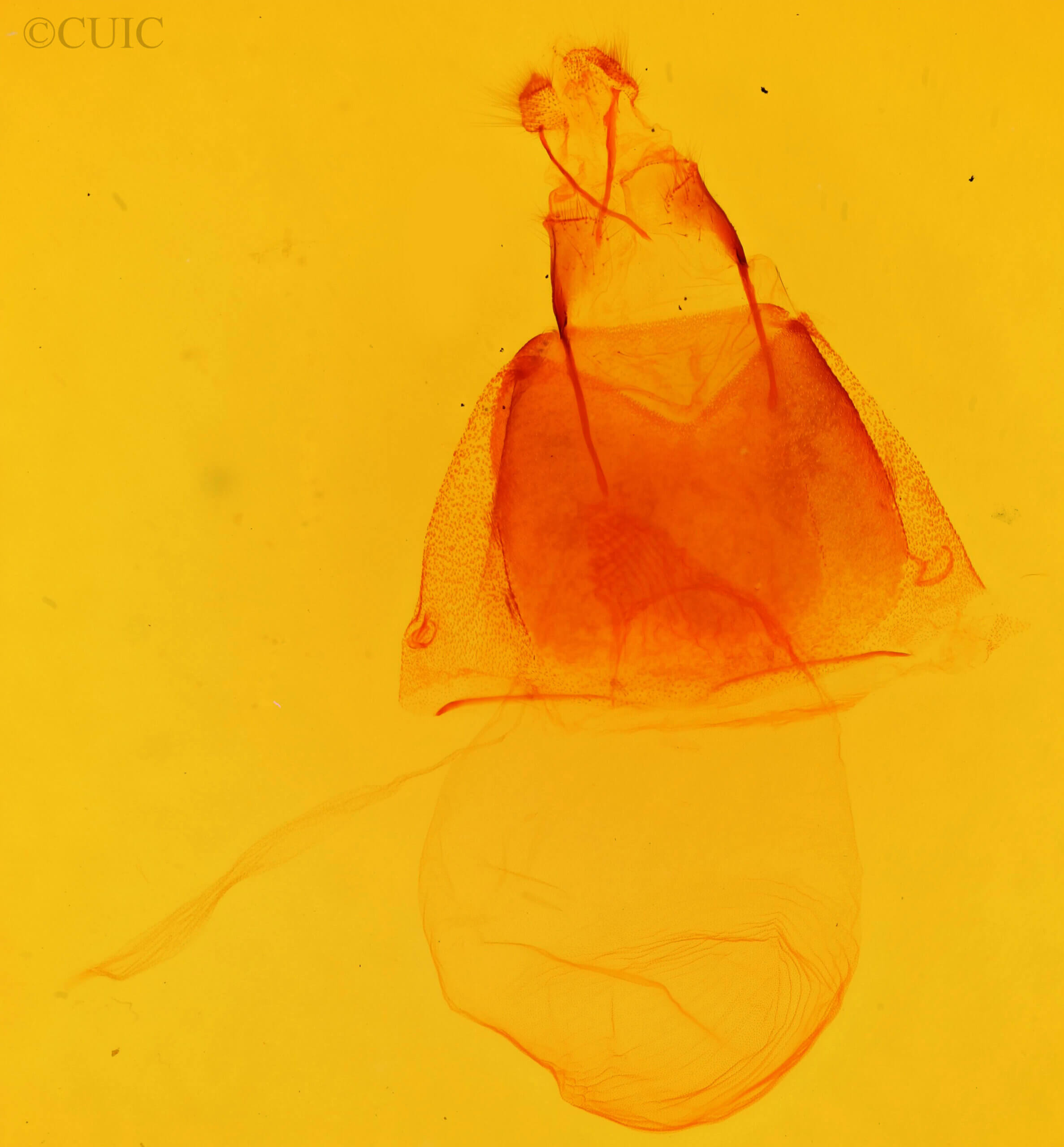 genitalia view of adult Acronicta noctivaga