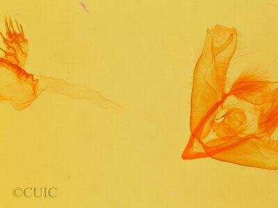 genitalia view of adult Acronicta sperata