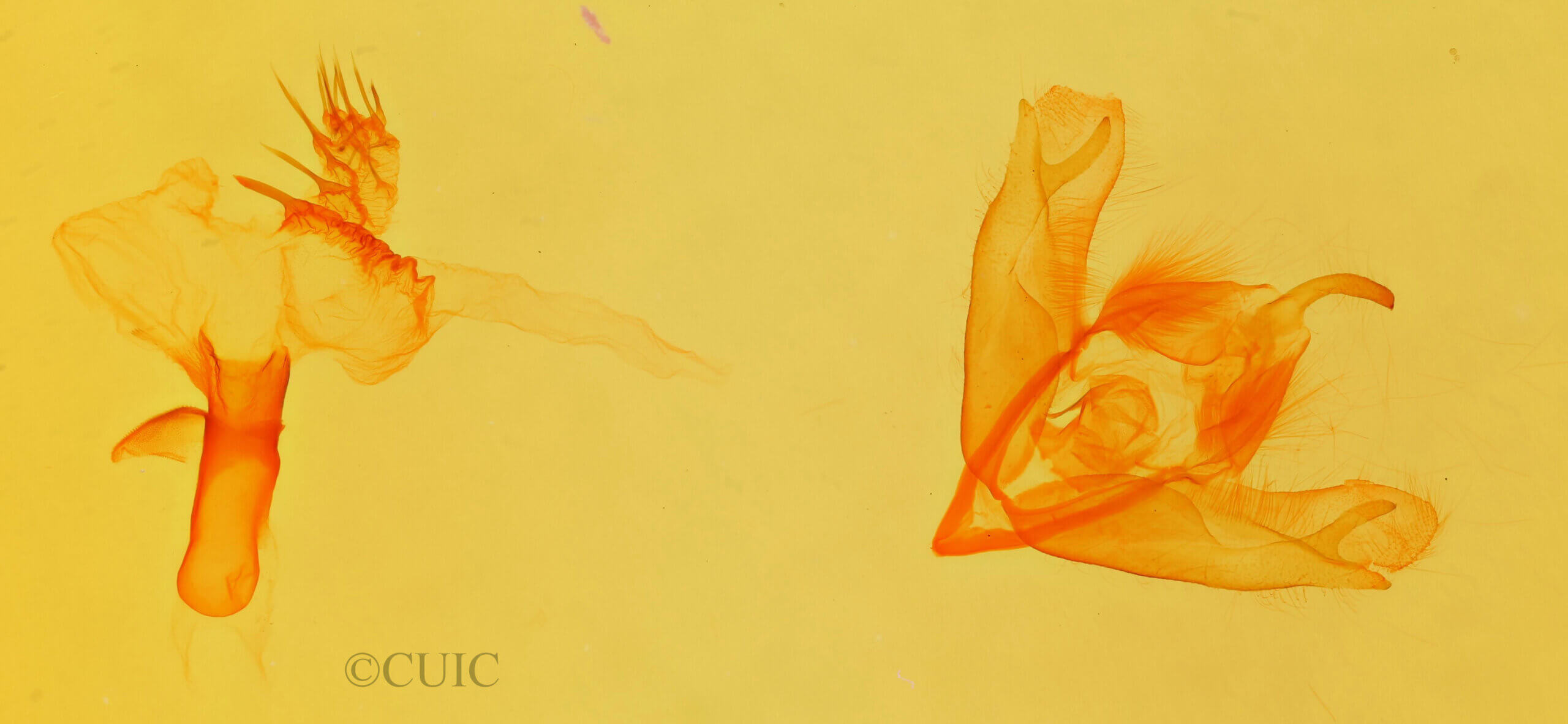 genitalia view of adult Acronicta sperata