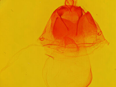 genitalia view of adult Acronicta sperata