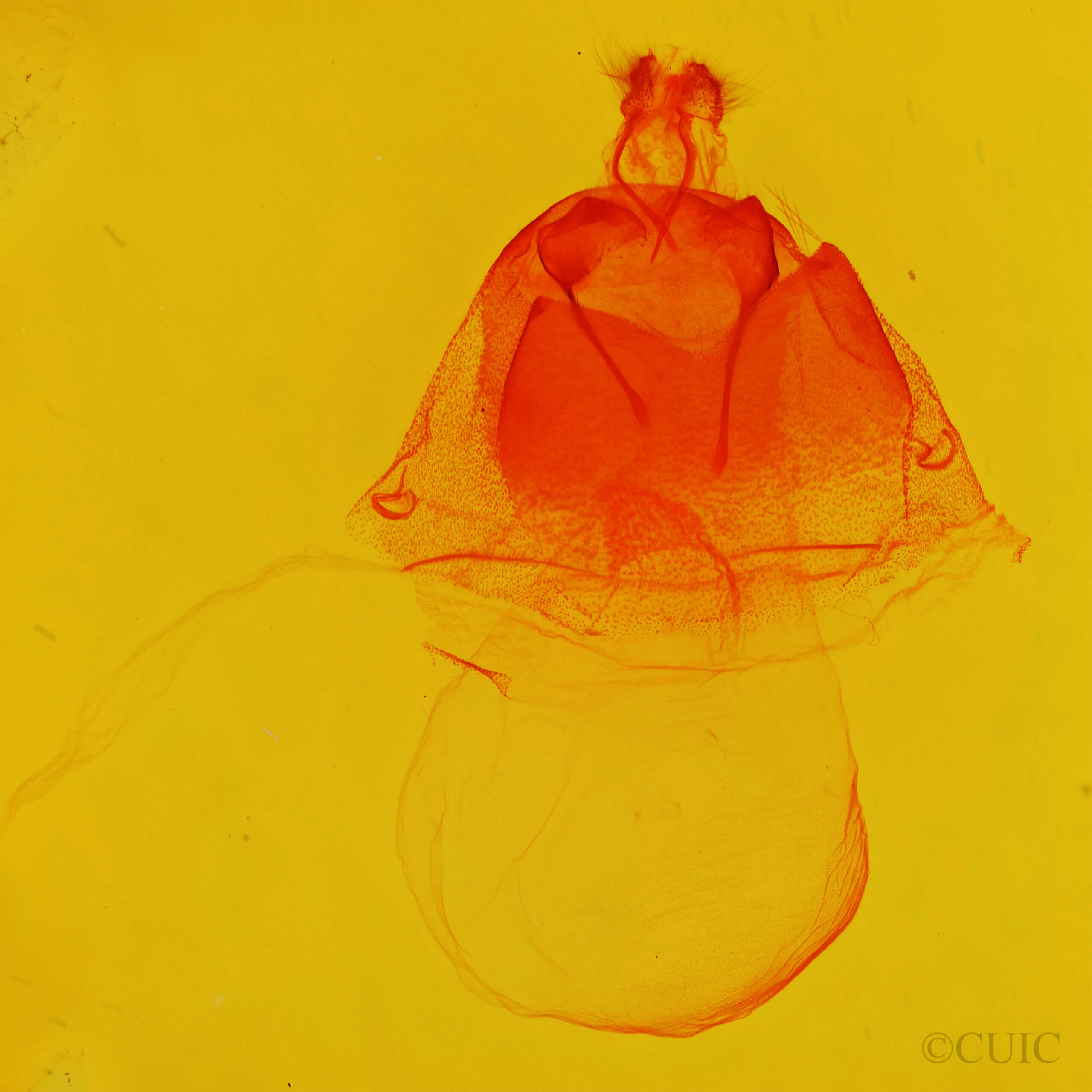 genitalia view of adult Acronicta sperata