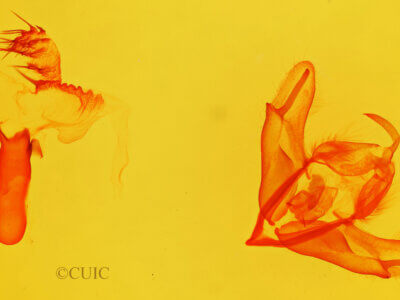 genitalia view of adult Acronicta longa