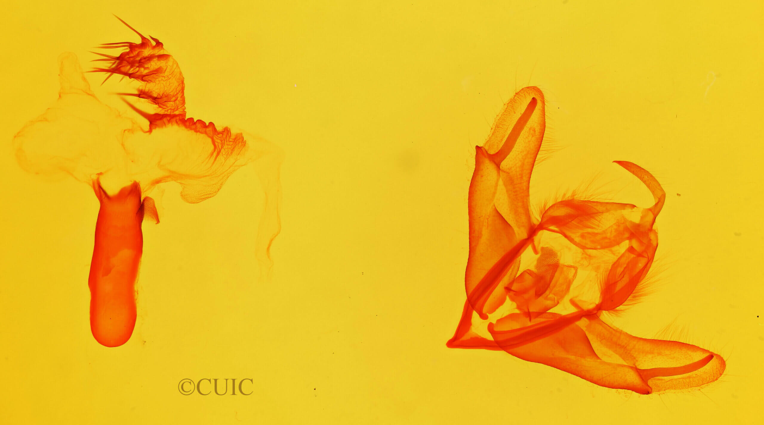 genitalia view of adult Acronicta longa