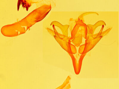 genitalia view of adult Acronicta retardata