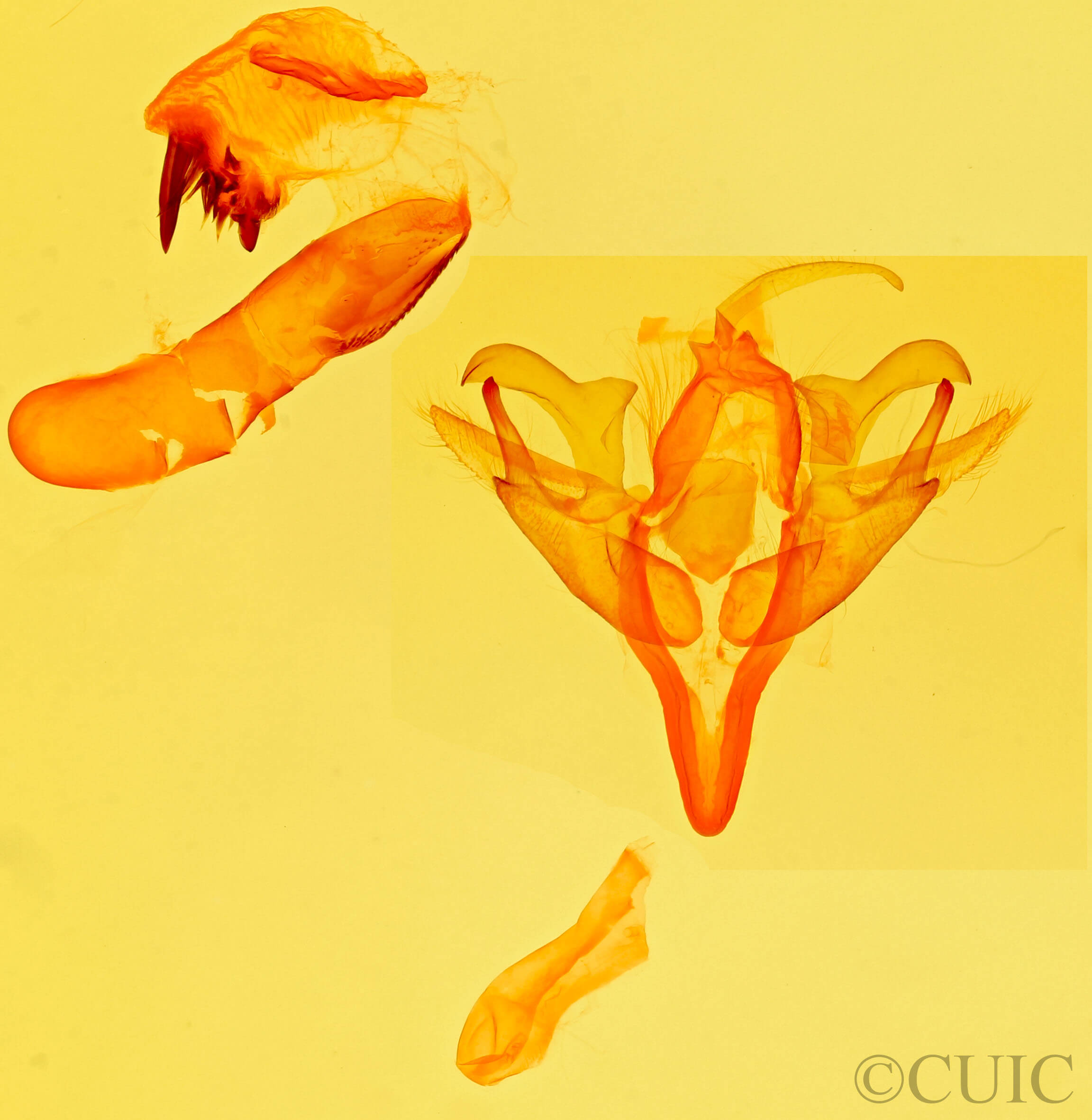 genitalia view of adult Acronicta retardata