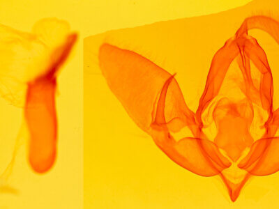 genitalia view of adult Acronicta vulpina