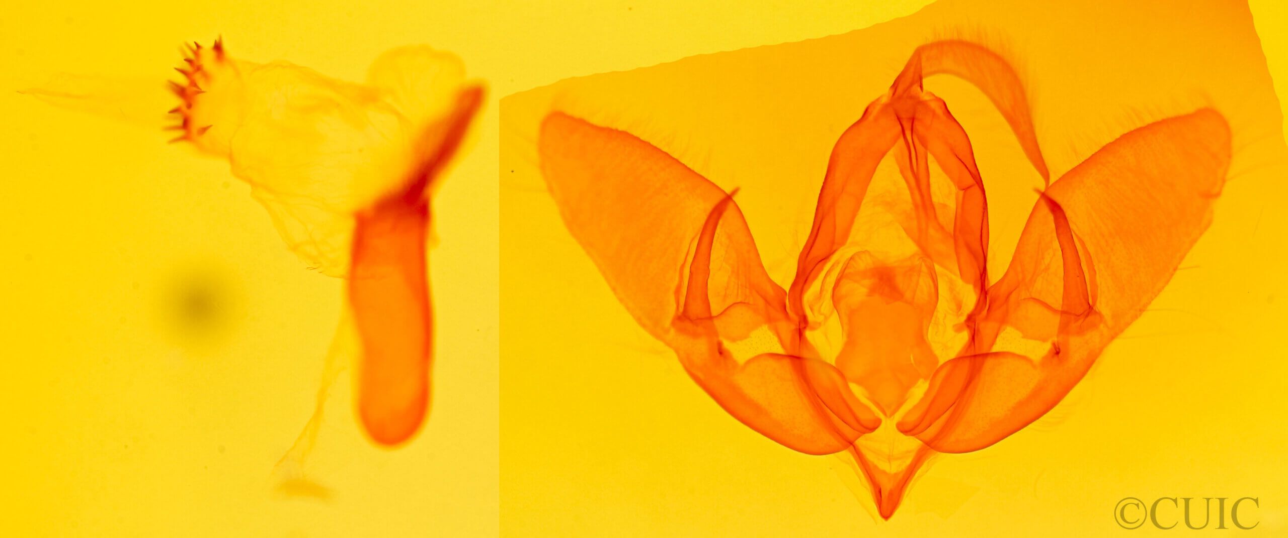 genitalia view of adult Acronicta vulpina