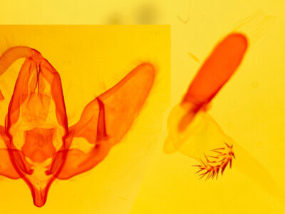 genitalia view of adult Acronicta lepusculina