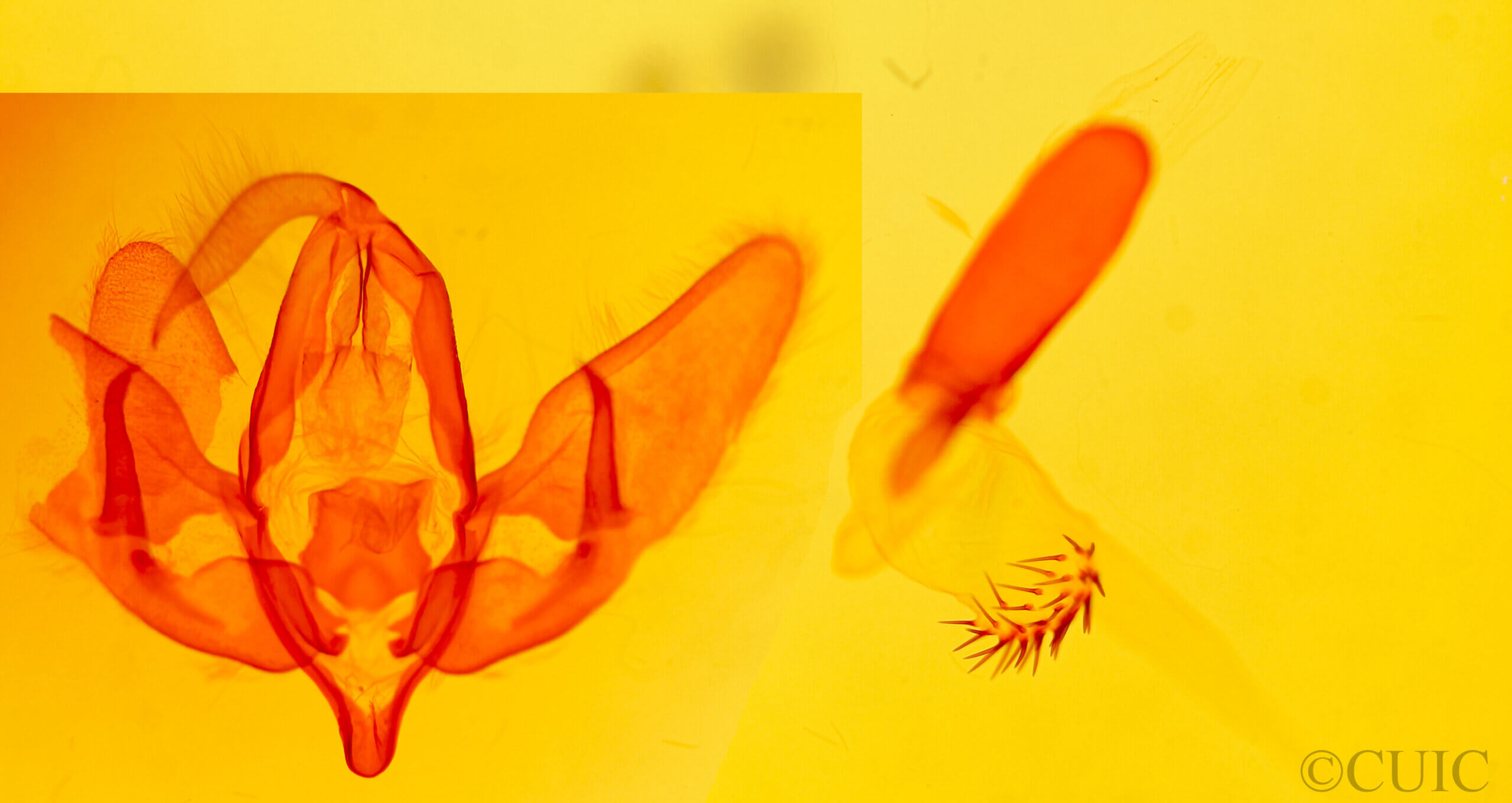 genitalia view of adult Acronicta lepusculina