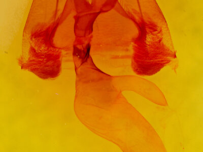 genitalia view of adult Lesmone sp.