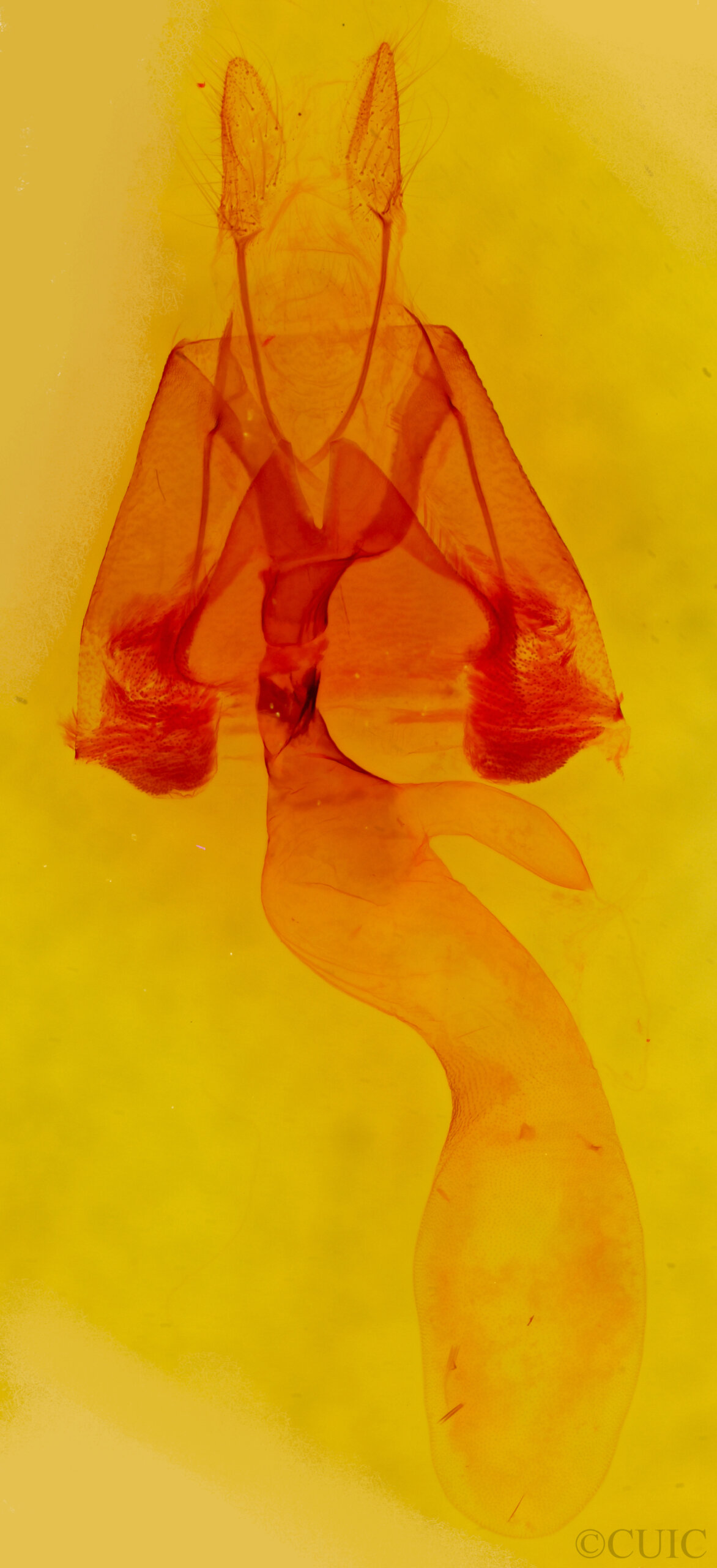 genitalia view of adult Lesmone sp.
