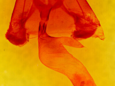 genitalia view of adult Lesmone sp.