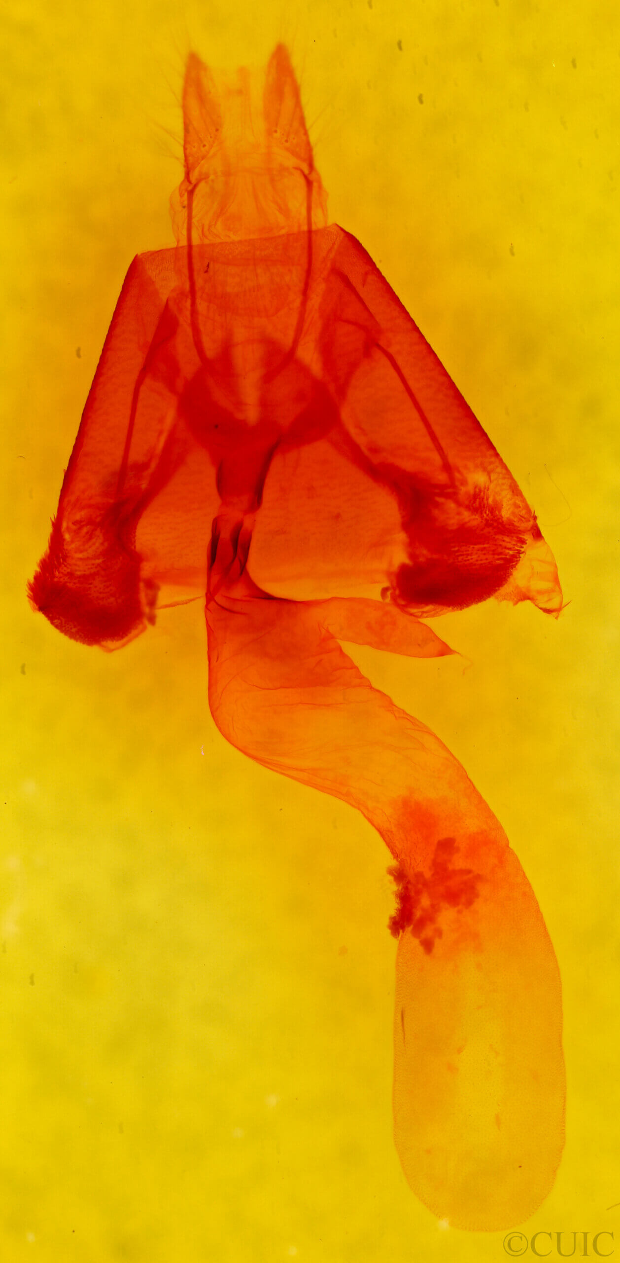 genitalia view of adult Lesmone sp.