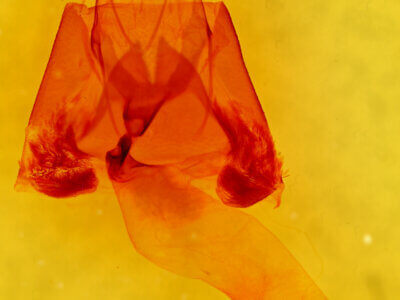 genitalia view of adult Lesmone sp.